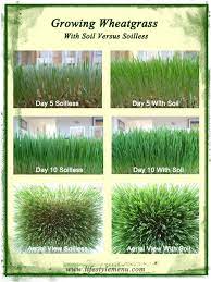 Growing Wheatgrass With Soil Versus Soil Less Growing Wheat Grass Wheat Grass Soil
