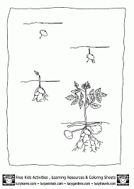 Salah satu gambar yang paling banyak ada pada buku gambar mewarnai adalah gambar bunga. Best Photos Of Growing A Garden Coloring Pages Gambar Mewarnai Coloring Home