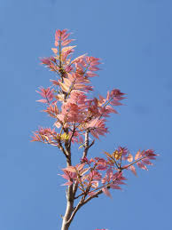 Image result for Toona