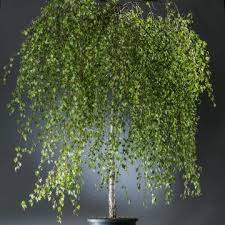 Trauerbirke Youngii Betula Pendula Youngii Jetzt Gunstig Online Kaufen Trauerbirke Abschussiger Garten Stauden