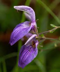 Image result for Brillantaisia owariensis