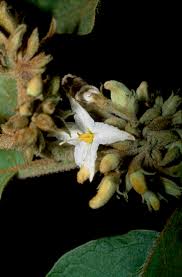 Image result for Solanum chrysotrichum