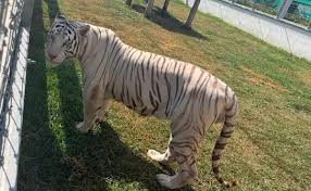 Marina asegura 135 animales exóticos en peligro de extinción en Tamaulipas