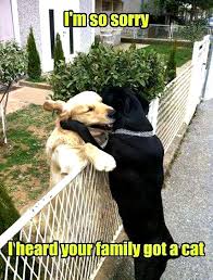 Insane Hilarious Dog Memes Dog Meme Reddit Cute Funny Dogs Animal Jokes Funny Animal Memes