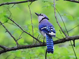 Long wings with short tail, legs and bill. Red White And Blue Birds Of Pennsylvania Pennlive Com