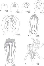 Image result for Melastomastrum segregatum