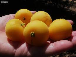 Image result for Dovyalis afra