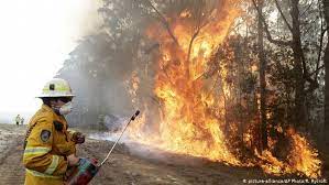 Maybe you would like to learn more about one of these? Incendios En Australia Amenazan A 327 Especies De Animales Y Plantas El Mundo Dw 20 01 2020