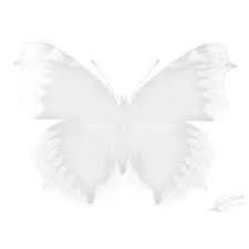 Image result for Photedes minima