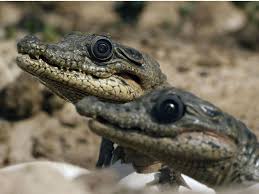 Quests to guide the players through the first levels. How Bbc S Spy In The Wild Will Easily Rival Planet Earth Ii We Got Footage From Inside The Mouth Of The Female Crocodile As She Carried The Spy Hatchling To The River