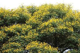 Image result for Limeum pterocarpum