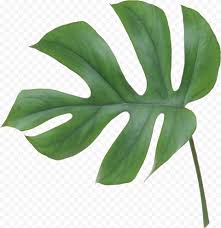 Real Leaf Swiss Cheese Plant Green Citypng You can download (500x483) swiss cheese plant leaf png clip art for free. real leaf swiss cheese plant green