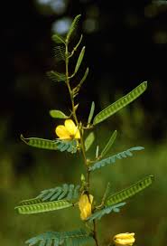 Image result for Chamaecrista biensis