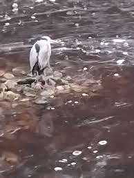 We've had a parcel left at our door by Evri for a Roger Perham, please  message if you are him or know him