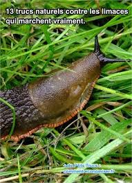 13 Trucs Naturels Contre Les Limaces Qui Marchent Vraiment Ravageurs Du Jardin Anti Limace Naturel Limace