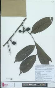 Image result for Hyparrhenia niariensis