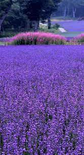 Lavender Field Purple Flowers Lavender Flowers Lavender Fields