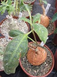 Image result for Raphionacme globosa