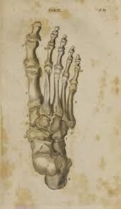 The Anatomy Of The Human Body Cheselden William 1688 1752 Free Download Borrow And Streaming Medical Illustration Human Body Sketches