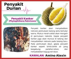 Pokok durian itu besar dan tinggi. Antar Kinabalu Nursery Pembekal Benih Buah Hybrid Sabah Facebook