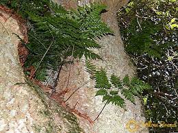 Davallia (deersfoot fern, hare's foot fern, shinobu fern, rabbit foot fern, ball fern) is a genus of about 40 species of fern. Davallia Planting And Caring For Ferns At Home Garden