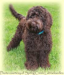 Check spelling or type a new query. Mikka S Miniature Australian Labradoodle Puppies June 2010 Australian Labradoodle Labradoodle Labradoodle Dogs