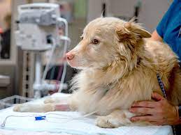 We offer pet care for dogs, cats and other small animals. Veterinary Specialty Center Of Tucson Emergency Vets Specialists In Arizona