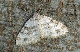 Image result for Mesotype parallelolineata