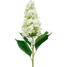 Visualizza altre idee su ortensie, fiori, blu ortensia. Ortensia Pannocchia Bianco Crema Ortensia Artificiale Fiore Di Seta 98 Cm 11934 Acquista A Buon Mercato Online