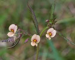 Image result for Aeschynomene sp. E