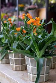 Image result for Ornithogalum