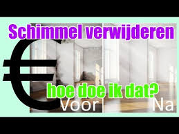 Hoe zwarte schimmel verwijderen op hout. Schimmel Verwijderen In Huis Op Plafond En Op Muur 2021