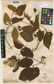 Image result for Ampelocissus