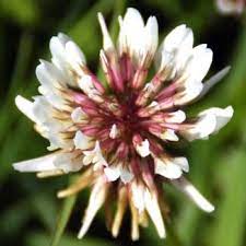 Wildflower Clover White Irish Wild Flora Wildflowers Of Ireland