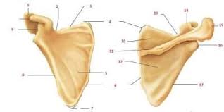 Want to learn more about it? Unlabeled Pectoral Girdle Scapula Human Anatomy And Physiology Human Anatomy