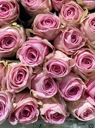 Ilir latifi (born july 28, 1983) is a swedish mixed martial artist of albanian descent who competes in the heavyweight division of the ufc. Floristik Jurs Beitrage Facebook