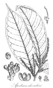 Image result for Maesobotrya floribunda