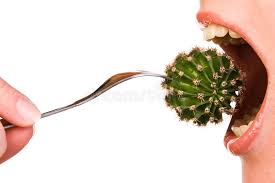 All you can really do now is dispose of your fighting cactus plant and. 4 637 Eat Cactus Photos Free Royalty Free Stock Photos From Dreamstime