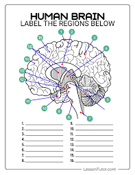 Image result for Neurology Worksheets