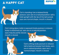 Guide to cat behaviour - Safe and Happy Cats