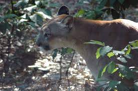 The florida panther is a subspecies of puma concolor (also known as mountain lion, cougar, or puma) and represents the only known breeding population of puma in the eastern united states. Florida Panther Verhalten Sich Seltsam Experten Haben Dunklen Verdacht Derwesten De
