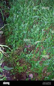 Image result for Bergia pentheriana