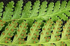 Image result for Microlepia speluncae