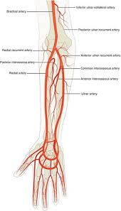 Tm Mtal5xvswdm Learn vocabulary, terms and more with flashcards, games and other study tools. https www physio pedia com radial artery