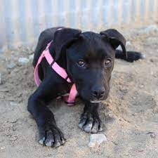 Adopt a dog or adopt a cat and you'll have a friend for life. Lancaster Animal Care Center 62 Photos 108 Reviews Animal Shelters 5210 W Ave I Lancaster Ca Phone Number