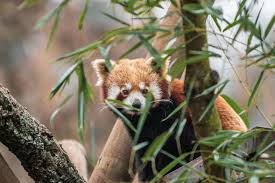 Каталог компаний → хобби и досуг. Zoo Santo Inacio Esta A Sortear Entradas Gratis Durante Esta Semana