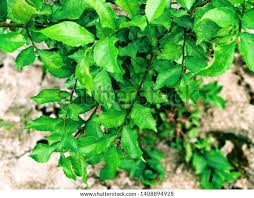 Image result for Streblus