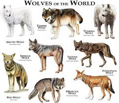 Wolves Of The World Poster Print Wolf Dog Wild Dogs Animals Wild