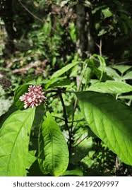 Image result for Chassalia parvifolia