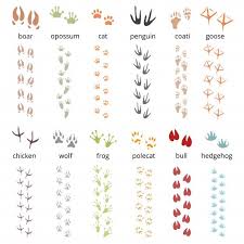 Bogen tierspuren zum bestimmen und erkennen der spuren heimischer tiere;. Colorful Flat Set Of Funny Track Footprints Free Vector Premium Vector Freepik Vector Snow Design Nature Bird Vector Free Footprint Pet Birds